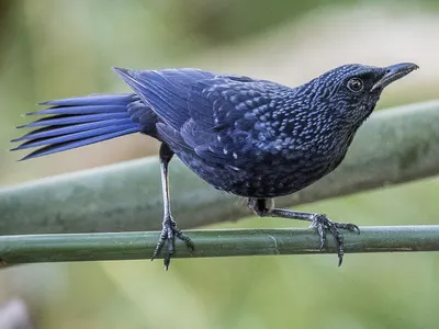 Синяя птица [группа flavirostris] - eBird