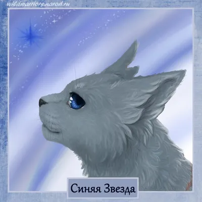 Пророчество Синей Звезды | Коты-воители вики | Fandom