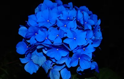 Обои черный фон, black background, синие цветы, blue flowers, гидрангия,  Гортензия крупнолистная, Large - leaved hydrangea картинки на рабочий стол,  раздел цветы - скачать