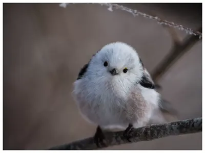 Длиннохвостая синица (Aegithalos caudatus).. Photographer KarOl