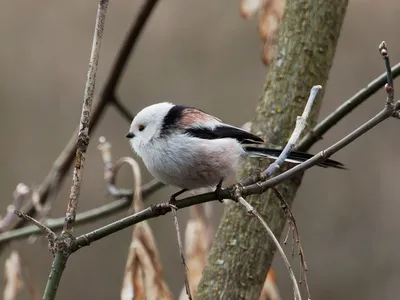 Длиннохвостая синица или ополовник, лесные птицы, Long tailed tomtit,  forest birds - YouTube