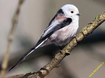 Длиннохвостая синица - очаровательное создание природы –  | Pet  birds, Animals beautiful, Cute birds