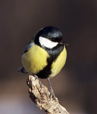 Александр Широких. Длиннохвостая синица - ANIMAL PHOTO