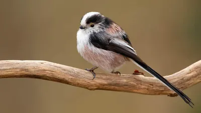 Ополовник или Длиннохвостая синица, Aegithalos caudatus. Photographer Mitin  Dmitriy