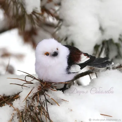 : Какие птицы зимуют по-соседству с дачниками