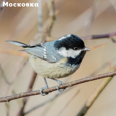 Московка / Синица московка