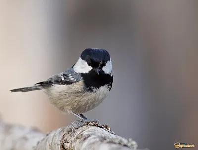 Голоса птиц Как поёт Московка Periparus ater - YouTube