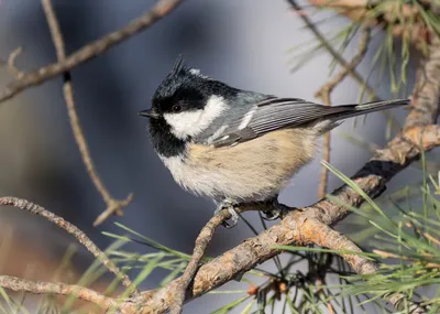 Большая синица (big tit)