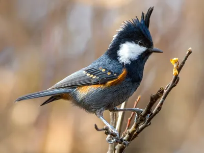 Московка - eBird