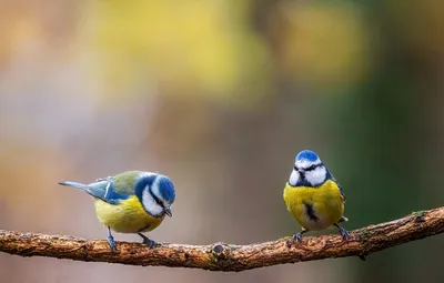 Фото животное птица Great tit Синицы Зима льда Ягоды Ветки 3840x2400