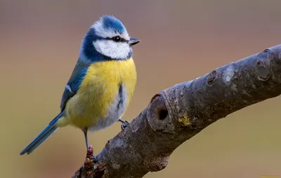 Фото: Синицы сало уважают.... Фотограф Ирина Пронина. Фото животных -  Фотосайт Расфокус.ру