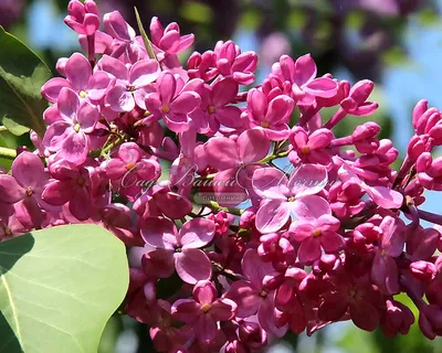 Сирень "Шмурка" / Syringa vulgaris "Chmurka" - Купить саженцы сирени в  питомнике – выгодные цены в интернет-магазине в Москве