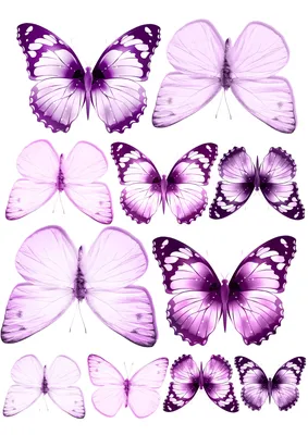 Сиреневая бабочка рисунок - 69 фото