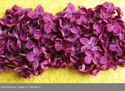 свежие сиреневые цветы на розовом простом фоне Фото И картинка для  бесплатной загрузки - Pngtree