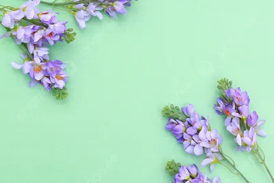 Цветы фиолетовые - 69 фото