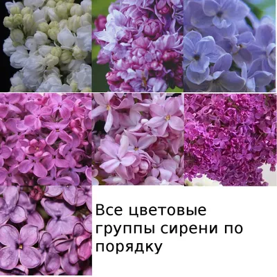 Какая бывает сирень