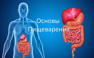 Желудочно-кишечный тракт человека — Википедия