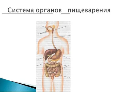 Пищеварительная система ЕГЭ по биологии - Санкт-Петербург