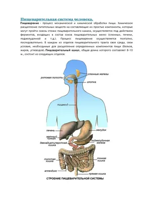 Органы ЖКТ и их функции. Тонкости пищеварительной системы | Дневник  здоровья | Дзен