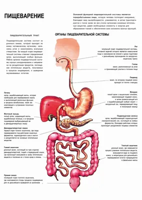 Пищеварение. Органы пищеварительной системы - постер (ID#1602309633), цена:  31 ₴, купить на 