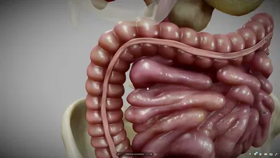Анатомия : Пищеварительная система (SYSTEMA DIGESTORIUM).