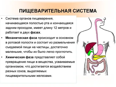 Пищеварительная система человека - презентация онлайн