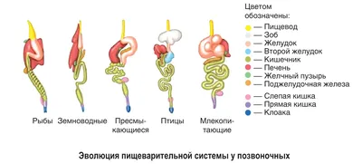 Строение органов пищеварительной системы человека • Биология, Анатомия и  физиология человека • Фоксфорд Учебник