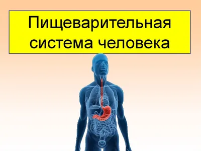 Анатомия органов пищеварения человека с описанием соответствующих функций  внутренних органов. анатомические иллюстрации в плоском стиле,  изолированные на белом фоне. | Премиум векторы