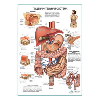 Пищеварительная система человека — Медицинский центр «Целитель»