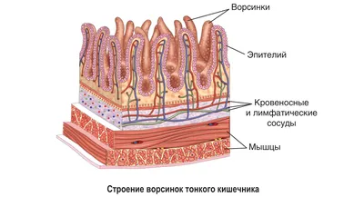 Как устроена пищеварительная система человека, какие органы входят в ее  состав, как улучшить ее рабо