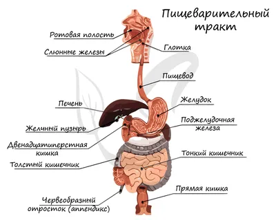 Как устроена пищеварительная система человека. Проблемы с пищеварением и  нарушения сна