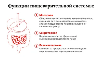 Система пищеварения: что она может, а что нет | Помоги переварить | Дзен