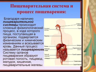 Изображения анатомической системы пищеварения, плакаты, анатомическая  диаграмма, настенные изображения для медицинских образовательных врачей |  AliExpress