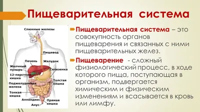 Строение органов пищеварительной системы человека • Биология, Анатомия и  физиология человека • Фоксфорд Учебник