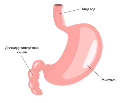 Желудочно-кишечный тракт — Википедия