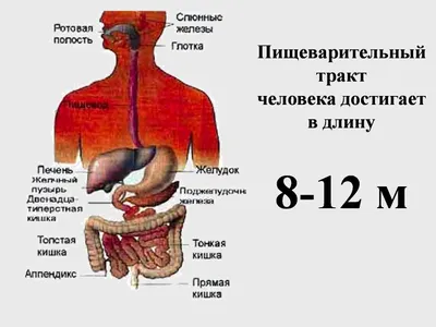 Переваривание пищи в желудке человека: как проходит процесс переваривания и  как улучшить усвоение пищи?