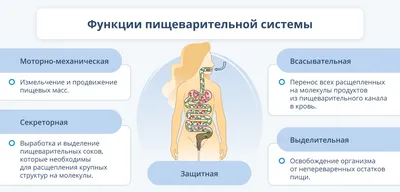 Как работает пищеварительная система человека? | 