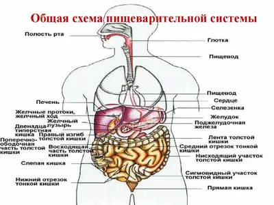 СИСТЕМА ОРГАНОВ ПИЩЕВАРЕНИЯ И ЕЕ РАЗВИТИЕ - ВОЗРАСТНАЯ АНАТОМИЯ И  ФИЗИОЛОГИЯ. Т.2 ОПОРНО-ДВИГАТЕЛЬНАЯ И ВИСЦЕРАЛЬНЫЕ СИСТЕМЫ