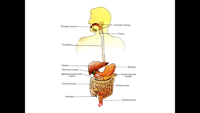 Изображения анатомической системы пищеварения, плакаты, анатомическая  диаграмма, настенные изображения для медицинских образовательных врачей |  AliExpress