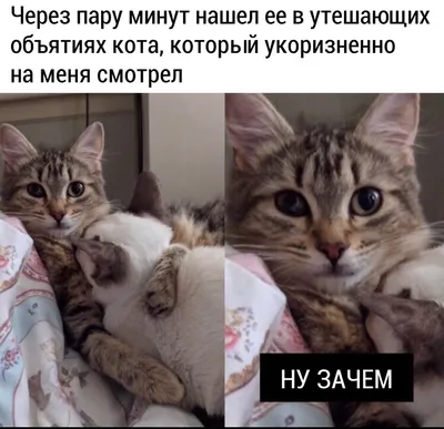 А У НАС НЕДАВНО КОШКА РОДИЛА КОТЯТ. ЦЕНЫ НА КОТЯТ В ГЕРМАНИИ. - YouTube