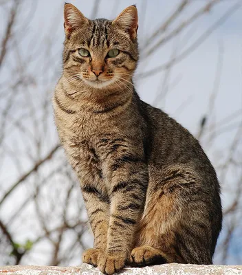 Кошки из выборгского приюта ждут и надеются