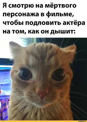 Картина маслом "Котята" Дельцов