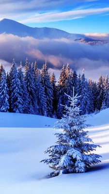 Обои "Зима" на рабочий стол, скачать бесплатно лучшие картинки Зима на  заставку ПК (компьютера) | 