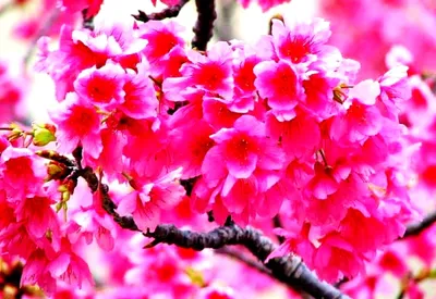Весна, Квіти, Цвітіння: мінімалістичні заставка на телефон | Скачати ТОП  фото