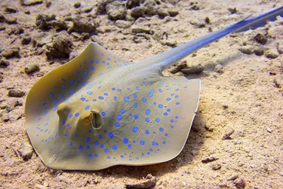 Скаты в Черном море. Какие водятся, есть опасные | Анапа Сити | Дзен