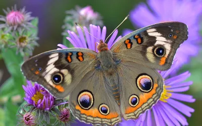 Сказка "Бабочка" | Сказки, Бабочки, Развитие речи