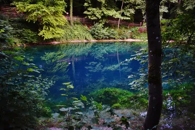 сказочное озеро в камышах и с красивыми водяными лилиями Иллюстрация  вектора - иллюстрации насчитывающей горизонт, холм: 218412421