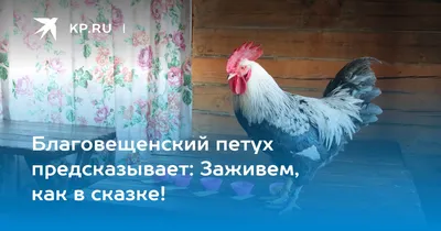 Купить Сказочный сад, стоящая статуя куриного петуха, уличные ставки, двор,  знак, украшения, декор, акриловый курятник, открытый газон, садовый декор |  Joom