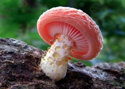 Картинки по запросу сказочные грибы | Stuffed mushrooms, Glowing mushrooms,  Mushroom wallpaper