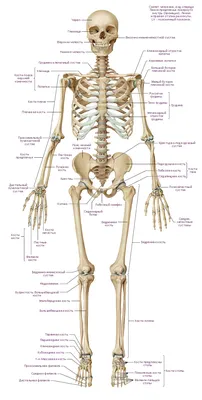 Кости скелета человека. | Торри К | Дзен